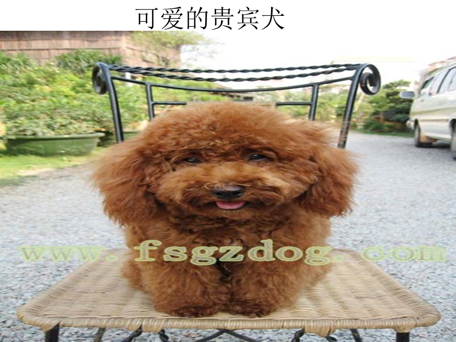 德国牧羊犬.ppt_第3页