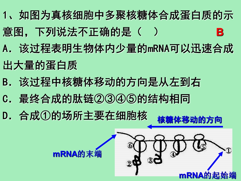 遗传的物质基础练习.ppt_第3页