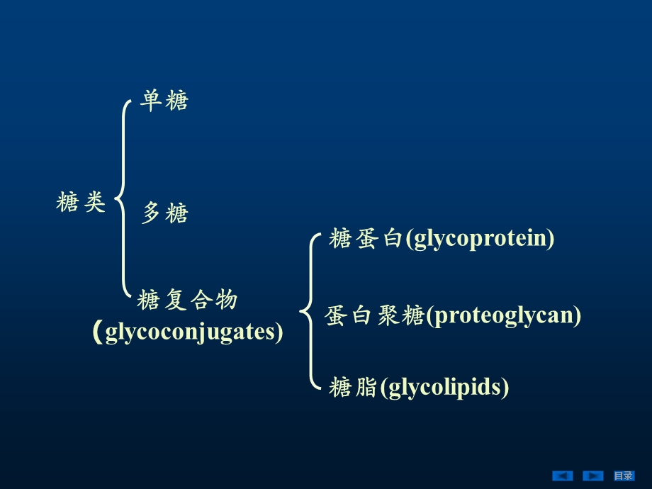 第19章糖蛋白、蛋白聚糖和细胞外基质1.ppt_第2页