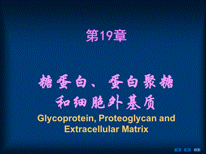 第19章糖蛋白、蛋白聚糖和细胞外基质1.ppt