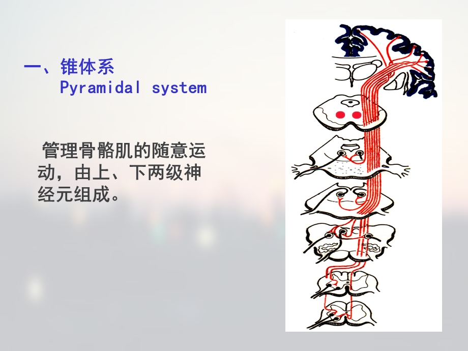 运动传导通路课件.ppt_第3页