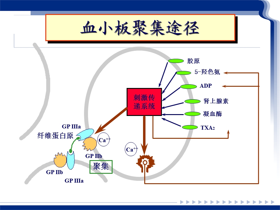 血小板聚集功能测定及临床意义.ppt_第2页