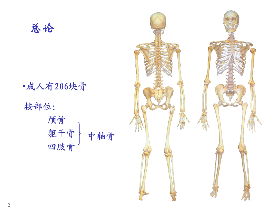 颅骨躯干骨及其连结.ppt_第2页