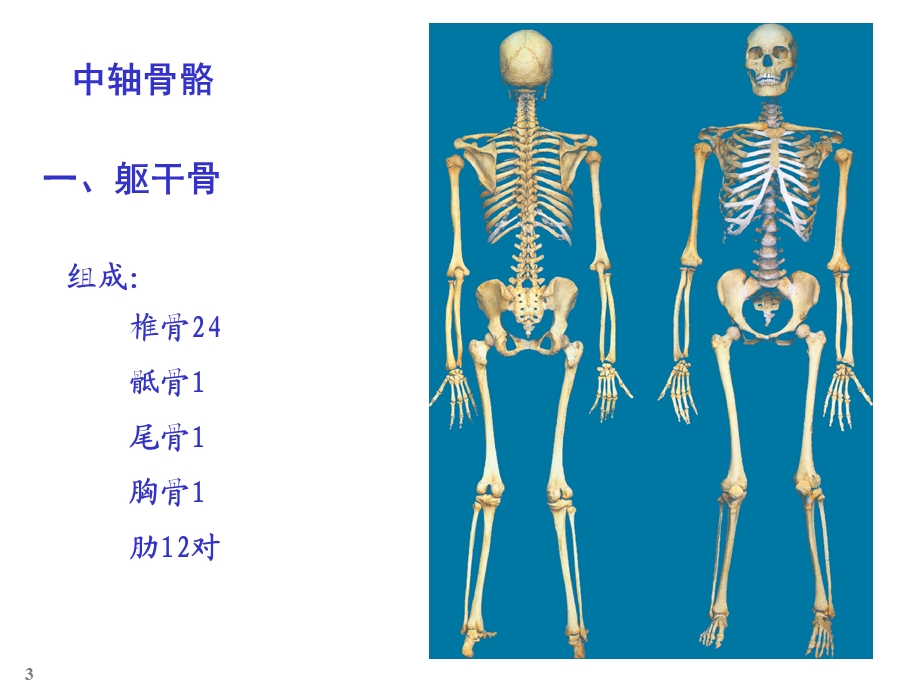 颅骨躯干骨及其连结.ppt_第3页