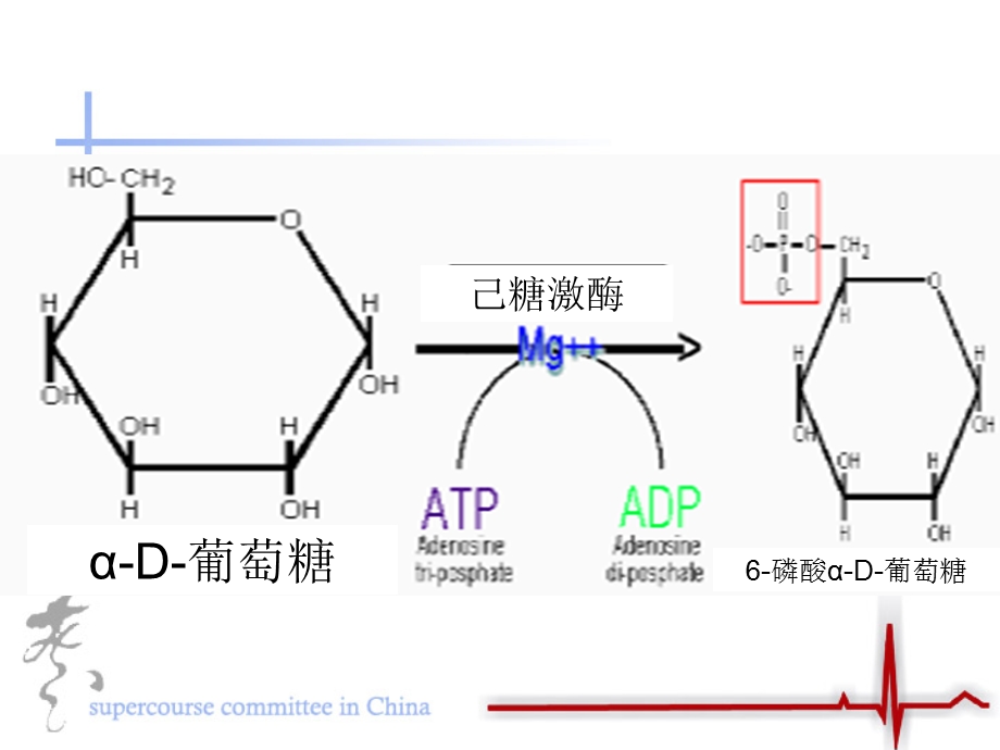 镁离子的讨论正反两方面.ppt_第3页