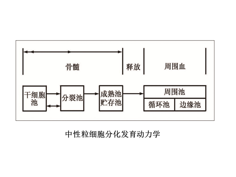 血液一般检验03白细胞部分上.ppt_第2页