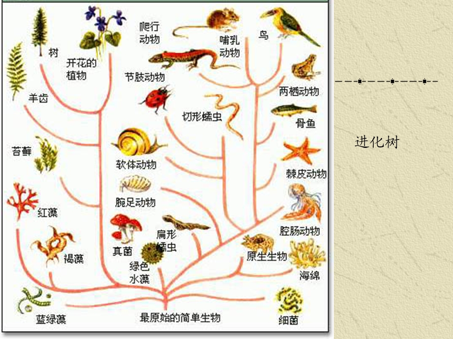 《医学生物学教学资料》8生物的进化.ppt_第2页