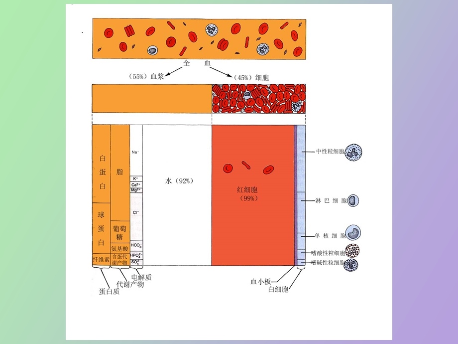 血液学检验血常规.ppt_第3页