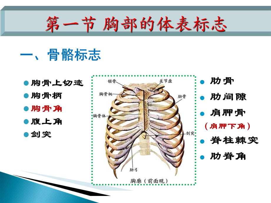 诊断学教学ppt-胸部查体.ppt_第3页