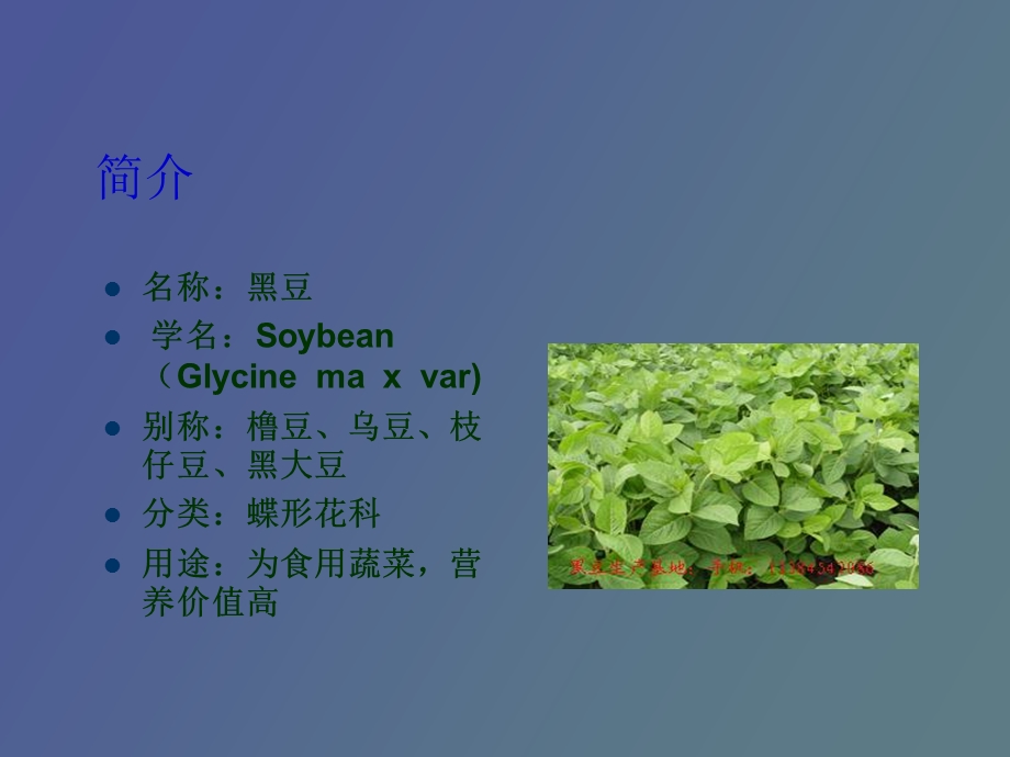 黑豆保健功能.ppt_第2页