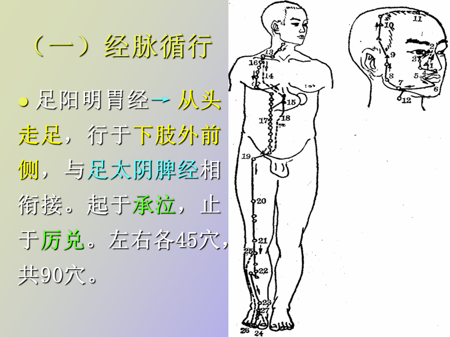 足阳明胃经足太阴脾经.ppt_第2页