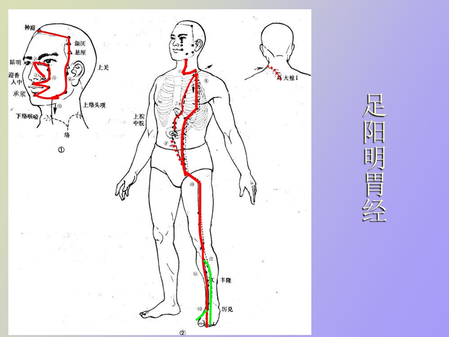 足阳明胃经足太阴脾经.ppt_第3页