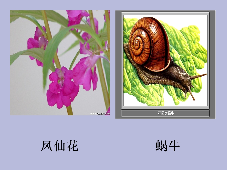 身体的结构-我们的身体.ppt_第2页