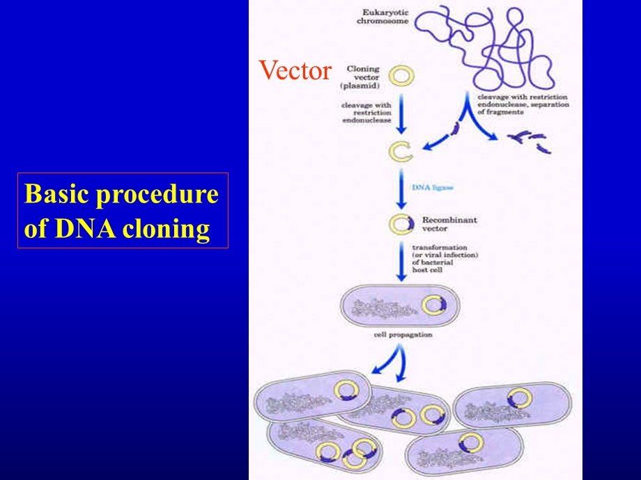 《分子生物学》2-sectionggenemanipula.ppt_第3页