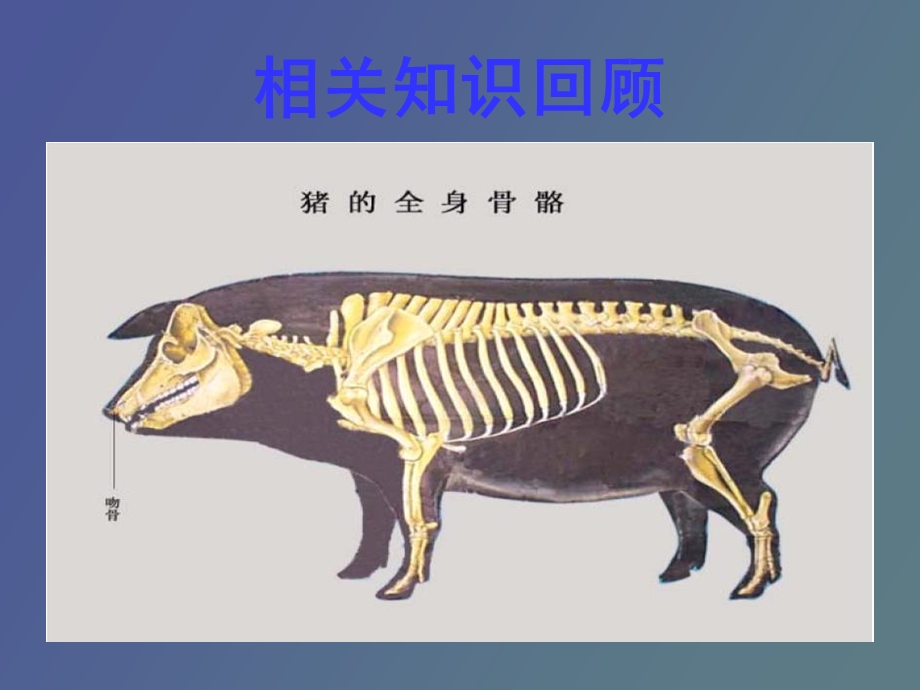 运动系统肌肉.ppt_第2页