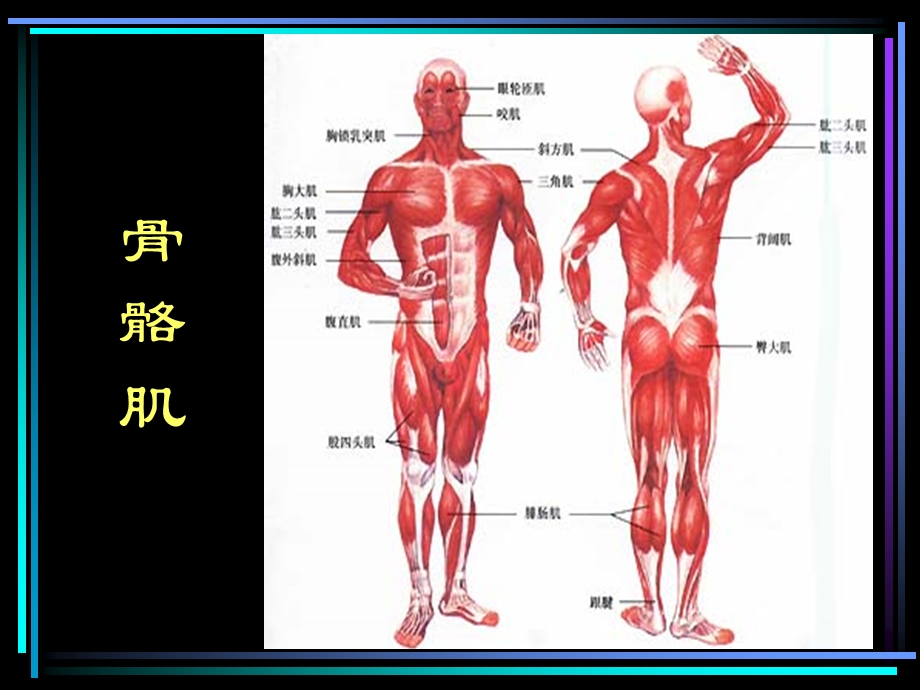 运动解剖学(运动医学).ppt_第3页