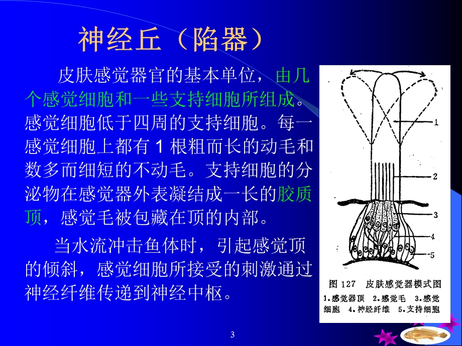 鱼类器官内分泌第十一章.ppt_第3页