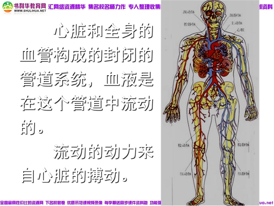 血流的管道-血管-动静脉毛细血管流动.ppt_第2页