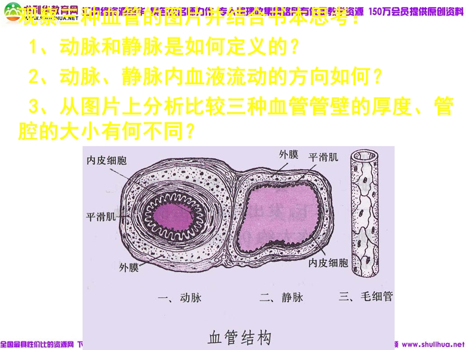 血流的管道-血管-动静脉毛细血管流动.ppt_第3页