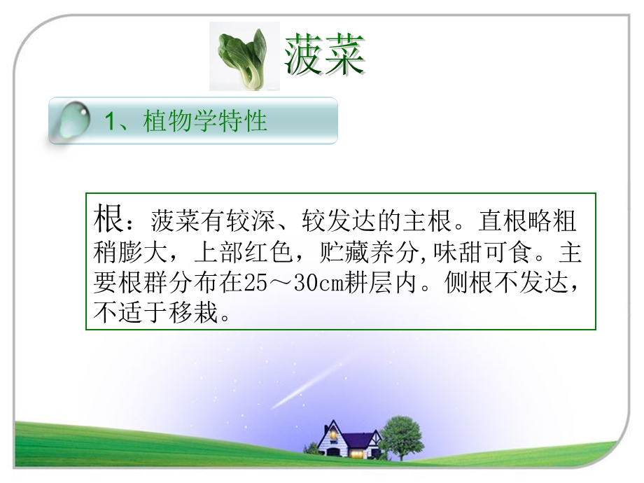 绿叶类蔬菜种植技术.ppt_第3页