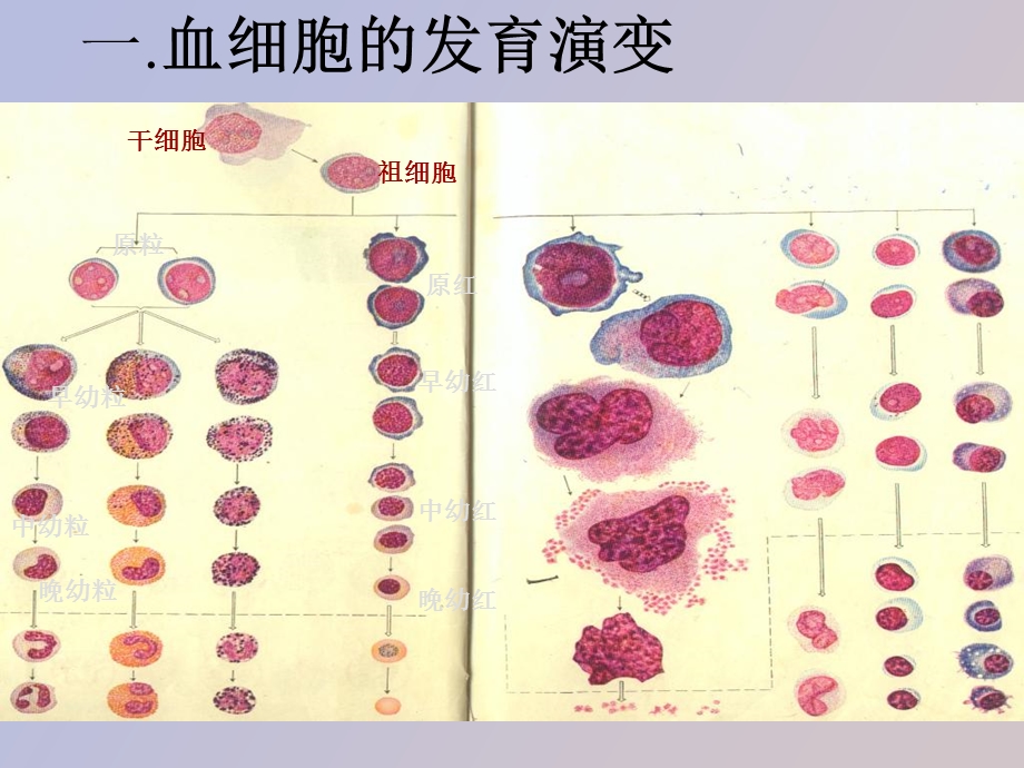 血细胞发育过程中的形态演变规律.ppt_第3页