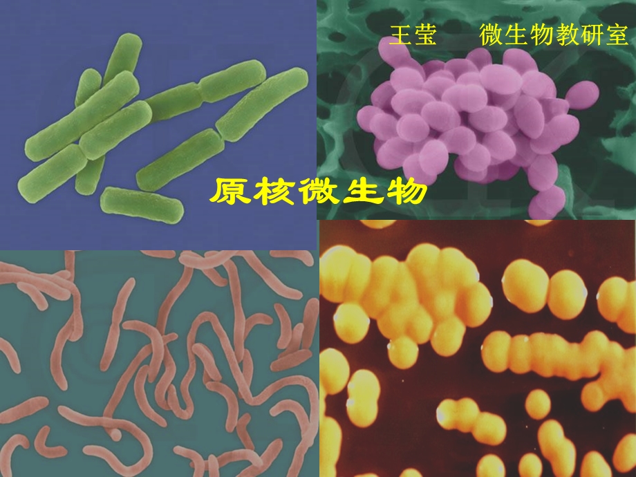 《微生物学与免疫学》2-原核微生物-王莹.ppt_第1页