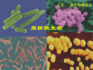 《微生物学与免疫学》2-原核微生物-王莹.ppt