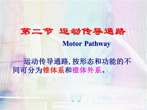 运动传导通路培训课件.ppt