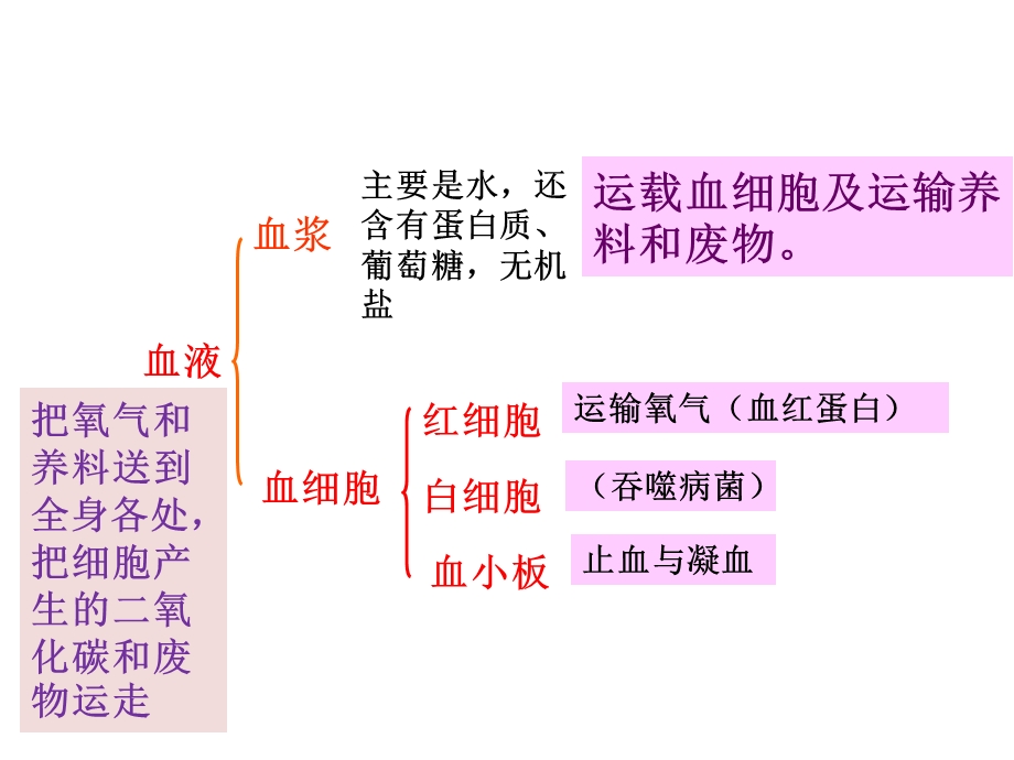 《人体内的物质运输和能量供给》章末复习参考.ppt_第3页