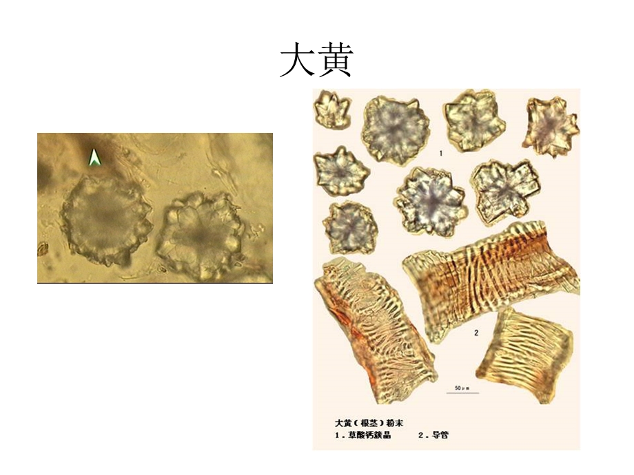 《中药鉴定学期末复习》中药鉴定粉末复习.ppt_第2页