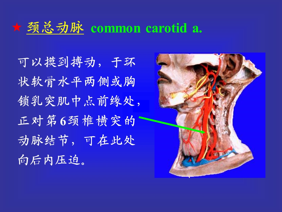 身动脉摸脉压迫.ppt_第2页