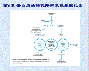 蛋白质的酶促降解及氨基酸代谢.ppt