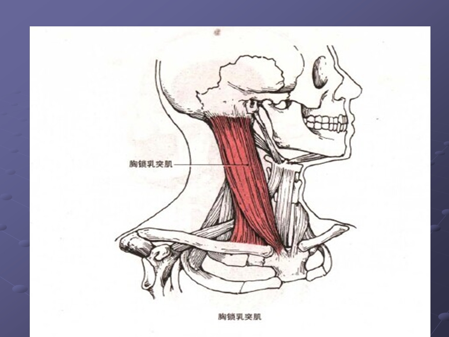 颈项部肌肉基础解剖-起止点及作用.ppt_第3页