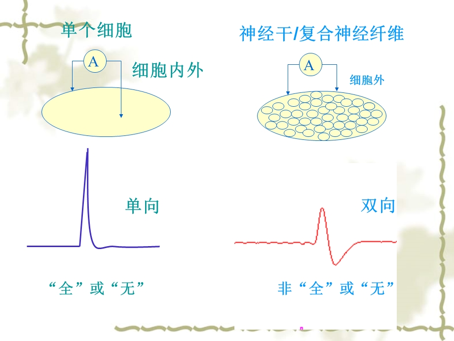 蛙离体神经干生物电信号与兴奋性检测.ppt_第3页