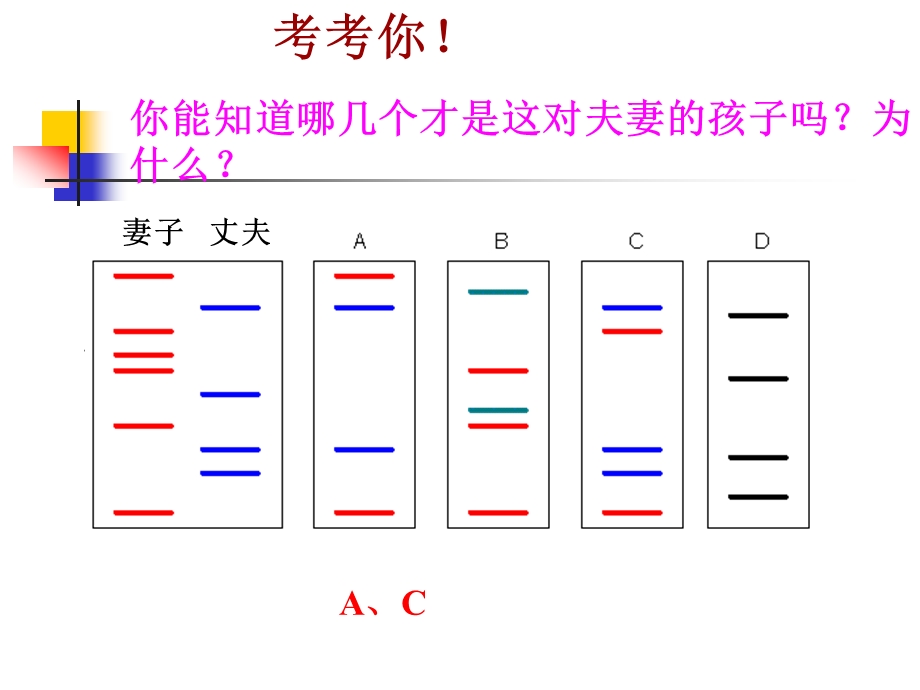 遗传信息携带者-核酸PPT.ppt_第3页