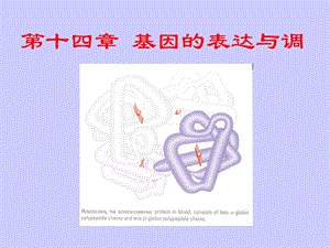 遗传学15第十四章基因表达的调控.ppt