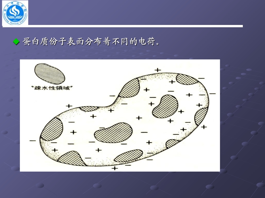 蛋白质的通性、纯化与表征.ppt_第3页