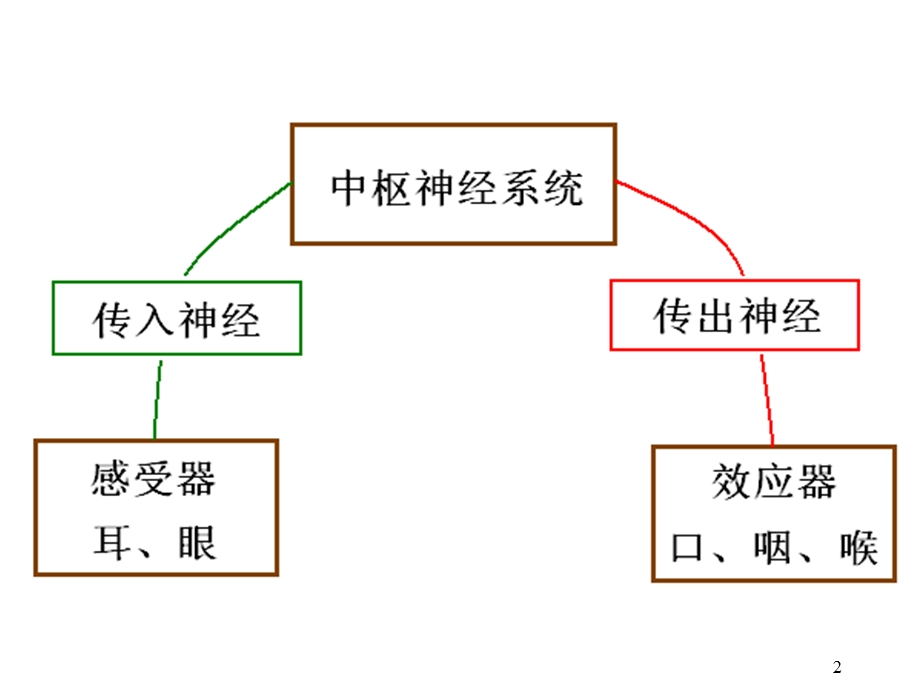 语言的生物基础13中枢神经系统端脑.ppt_第2页