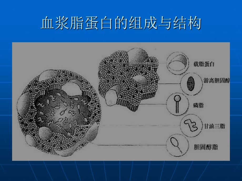 血脂检测方法及临床意义.ppt_第3页