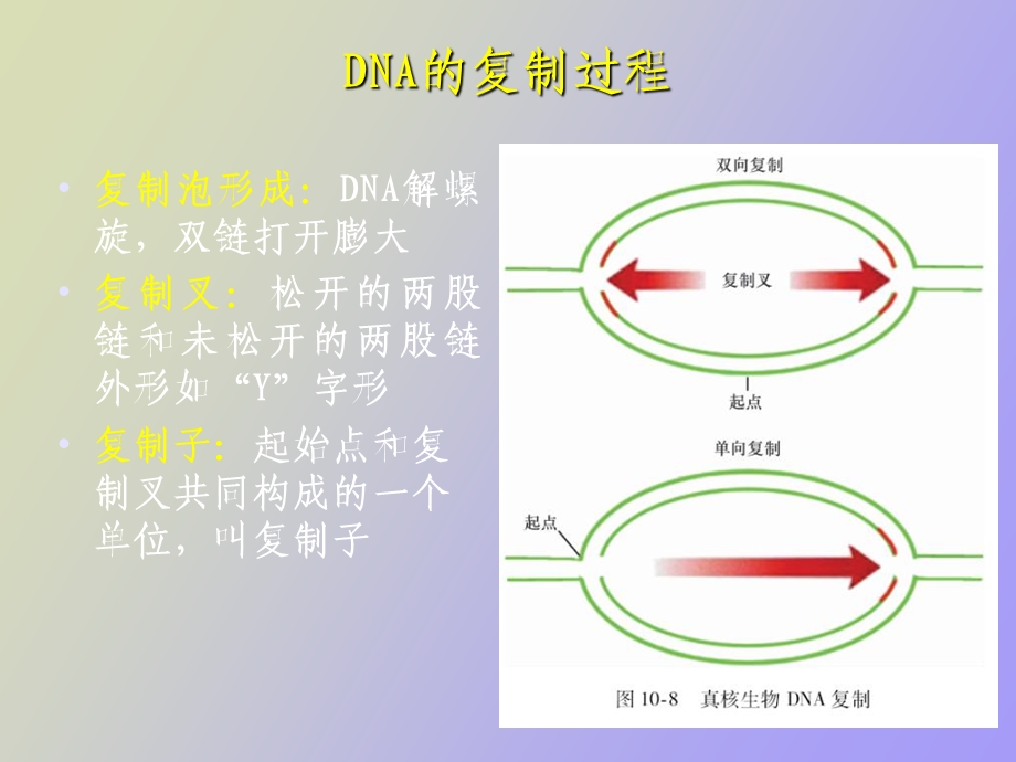 遗传信息表达.ppt_第3页