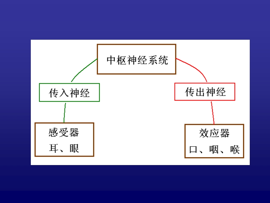 语言的生物基础-6-周围神经-脊神经.ppt_第2页