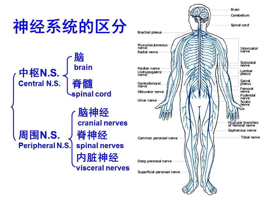 语言的生物基础-6-周围神经-脊神经.ppt_第3页