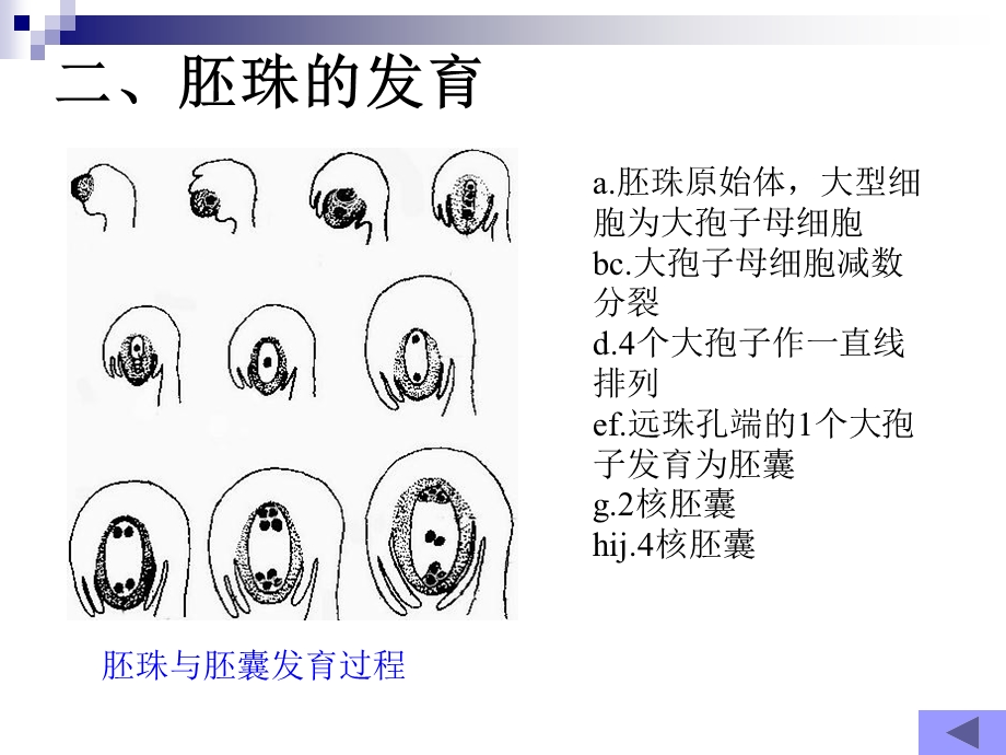 雌蕊的发育开花、传粉和受精.ppt_第3页