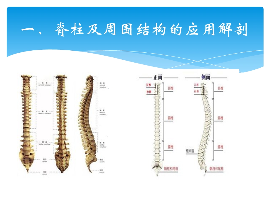 针灸治疗腰椎间盘突出症.ppt_第3页