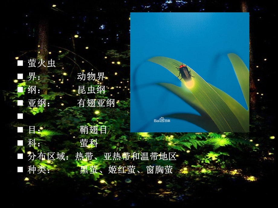 萤火虫与环境关系.ppt_第2页