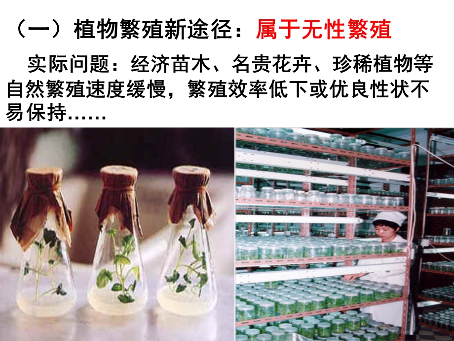 《植物细胞工程的实际应用》课件.ppt_第3页