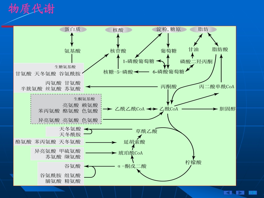 第04章糖代谢NEW10.ppt_第2页