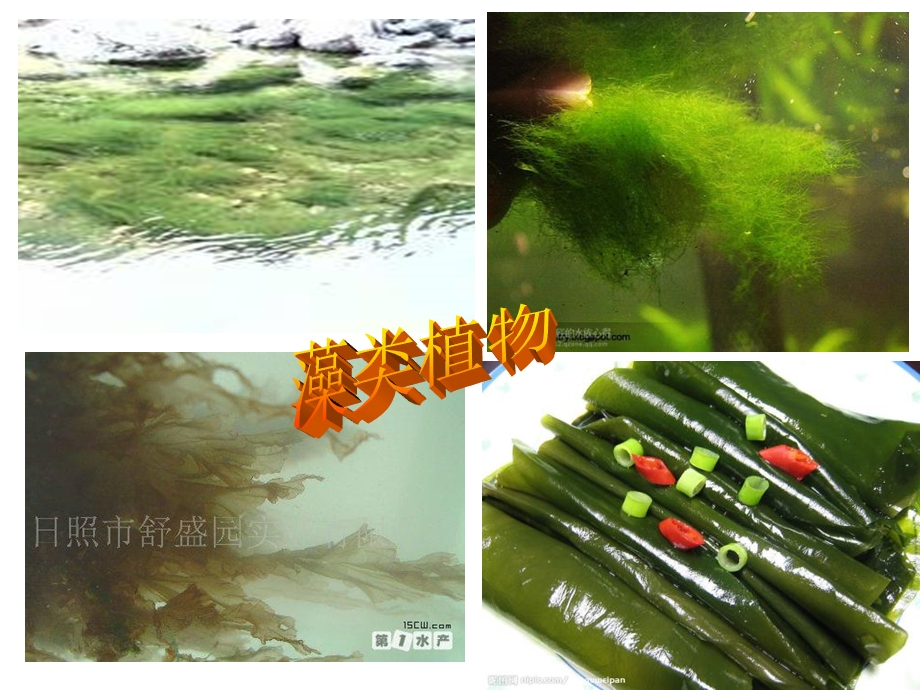 藻类苔藓和蕨类植物.ppt_第2页