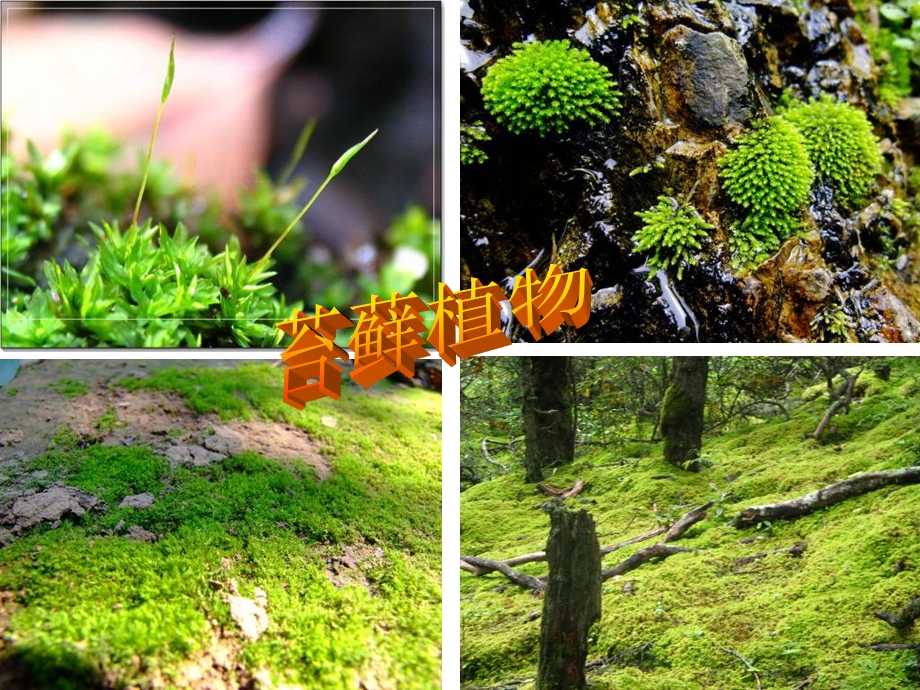 藻类苔藓和蕨类植物.ppt_第3页