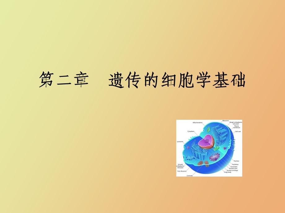 遗传学第二章遗传的细胞学基础.ppt_第1页